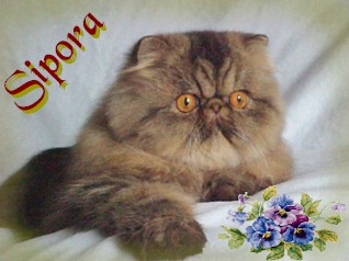 SIPORA perské kočky