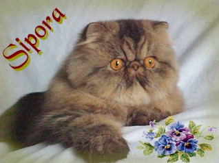 SIPORA persians