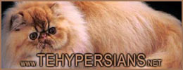 TEHY persians