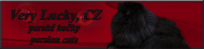 Very Lucky, CZ persian cats