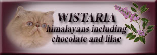 WISTARIA colourpoints