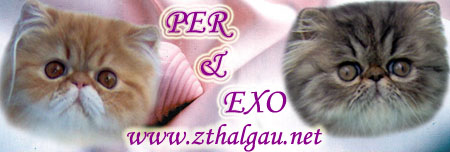 Z Thalgau, CZ - persians and exotics