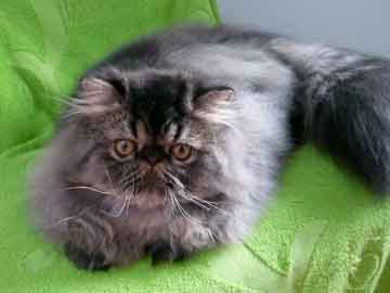 Oriens-Mau Signature From The Past - persian brown spotted tabby male