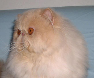 Boberan's Sir Lancelot of Oriens-Mau - cream persian male / PER e