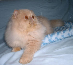 Boberan's Sir Lancelot of Oriens-Mau - cream persian male / PER e