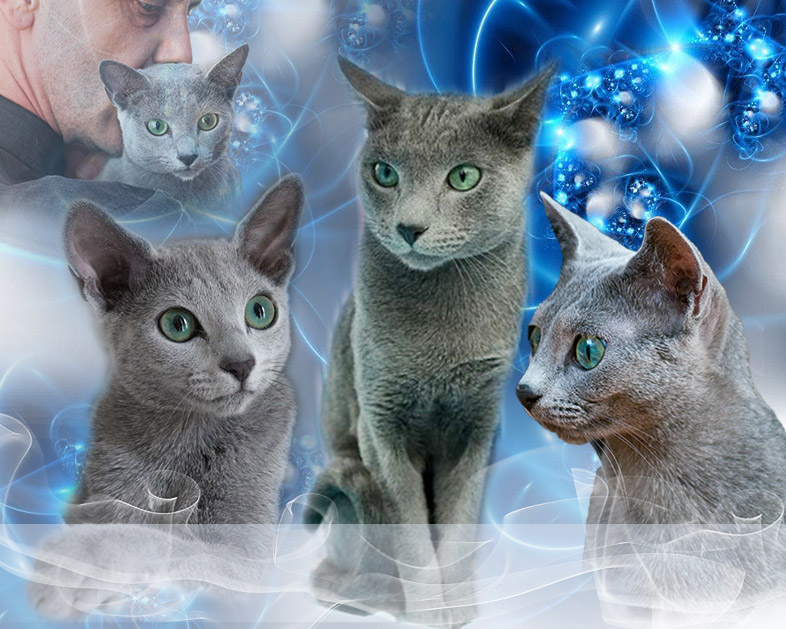 Ruská modrá kočka / Russian cats