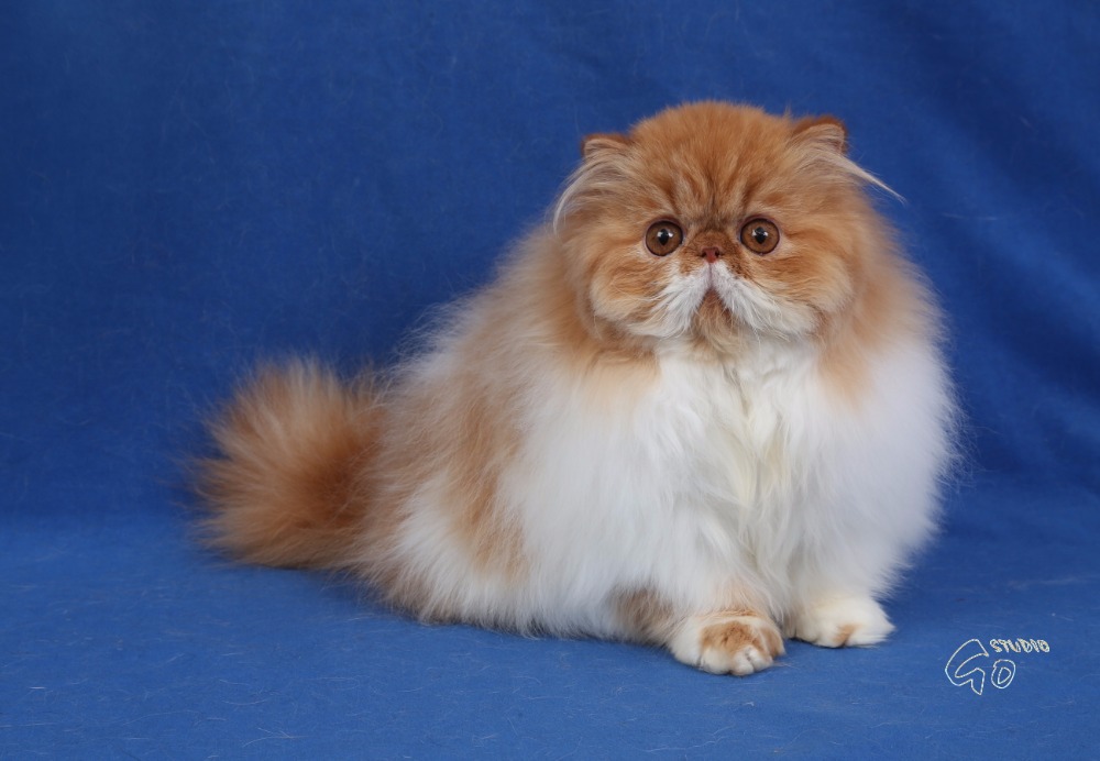 Daisy Granat, CZ  red-white persian