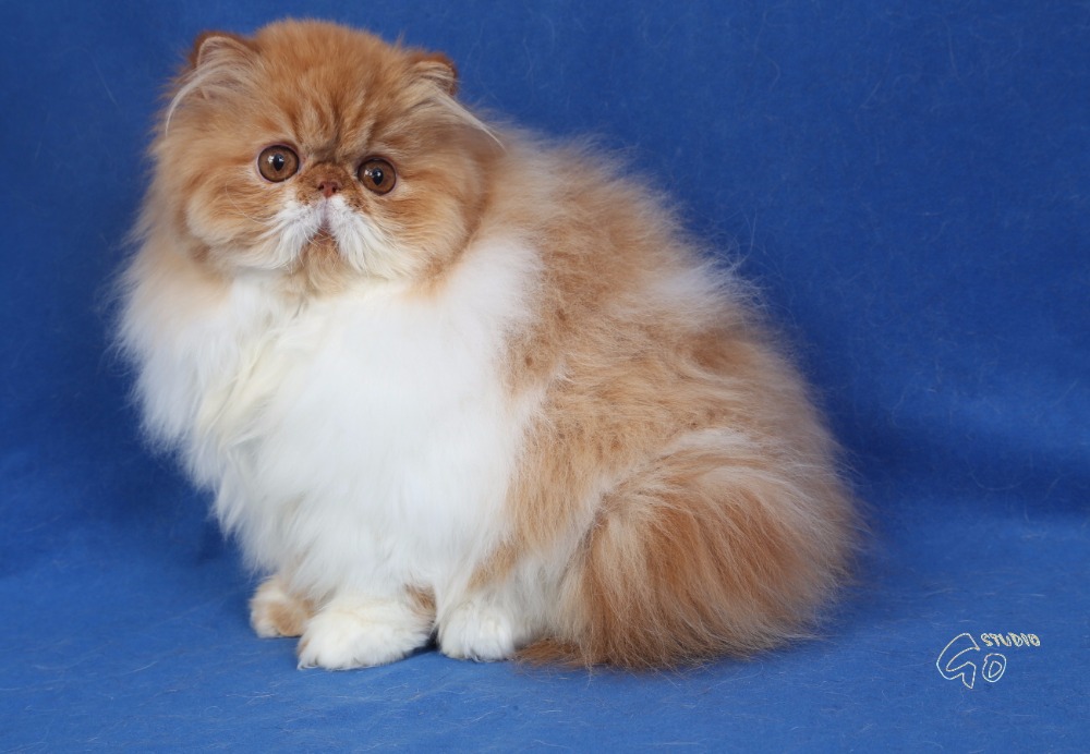 Daisy Granat, CZ  red-white persian