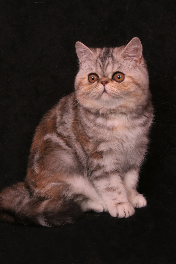 GIC Brigitte Breeze Bassper, CZ, tortie silver tabby exotic / EXO fs 22 62