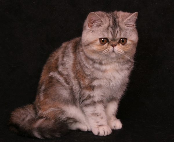 GIC Brigitte Breeze Bassper, CZ, tortie silver tabby exotic / EXO fs 22 62