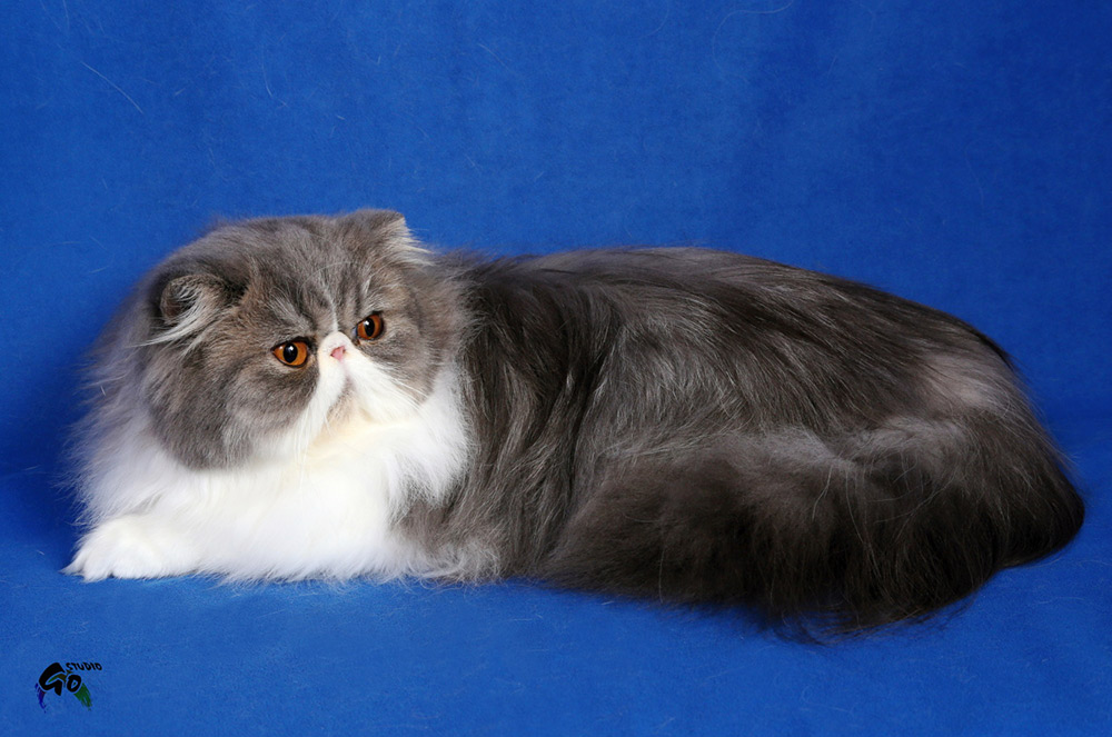 Remu-Martin's Cassiopeia, blue mac tabby-white / PER a 03 24