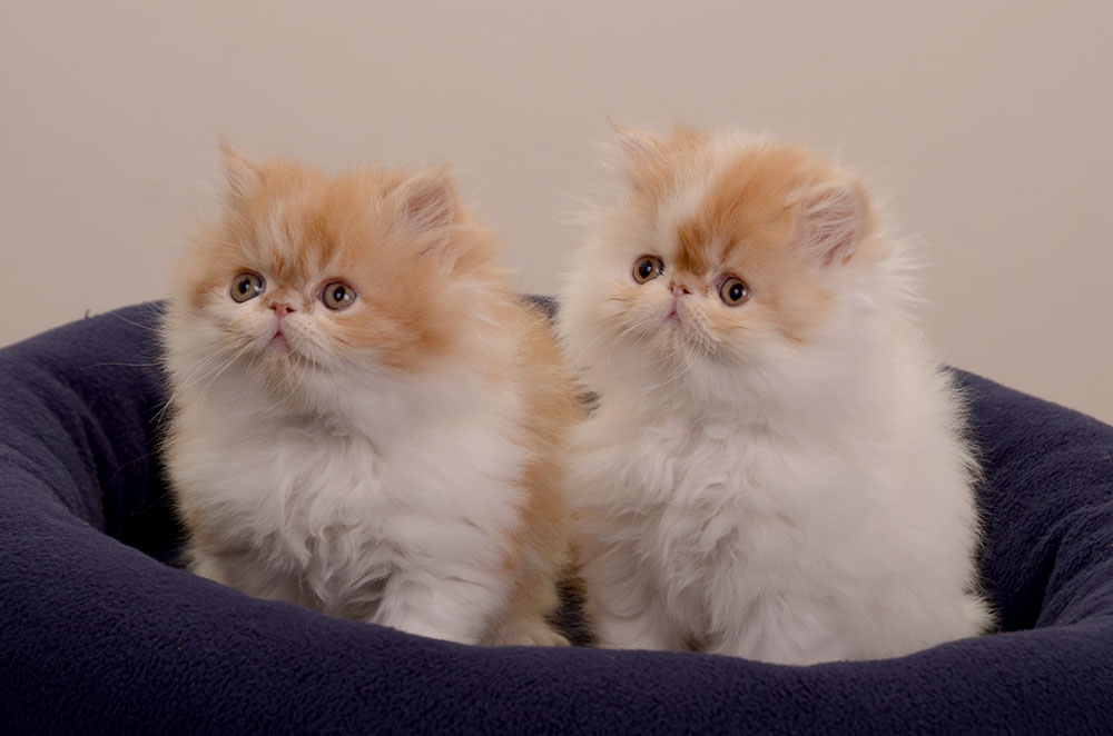 Persian kitten PER d 01 / van red-white male and PER d 02 / red-white harlequin