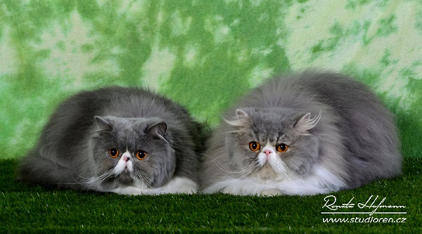 Litter F, Feebe and Fillmore - 1,5 year old