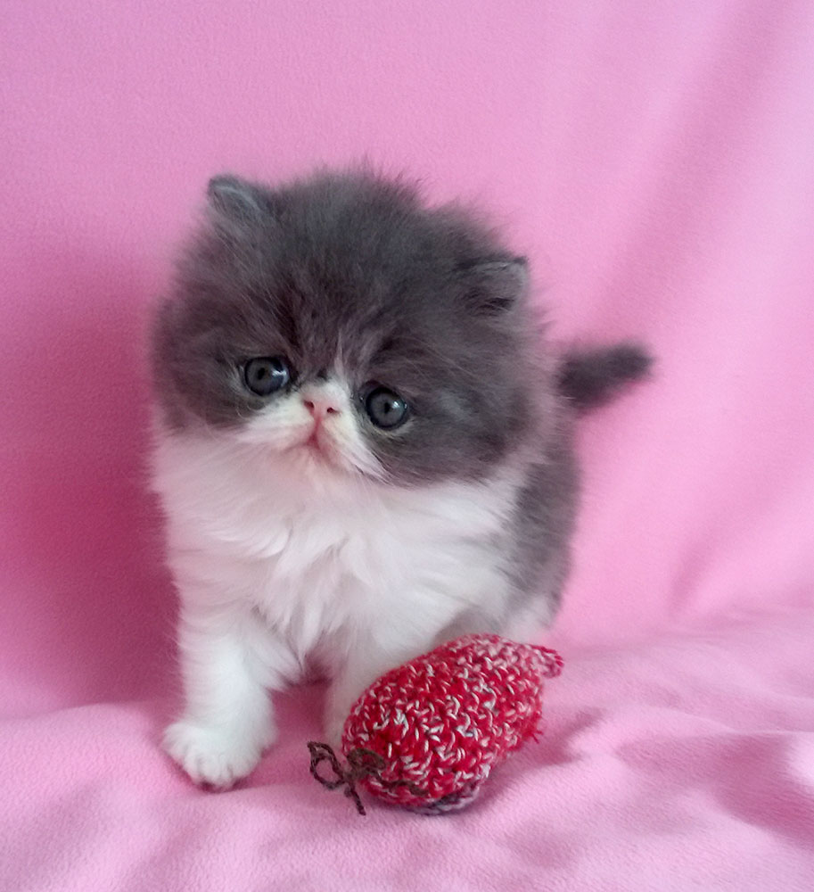Habibi Very Lucky, CZ - PER a 03 / kitten blue-white female