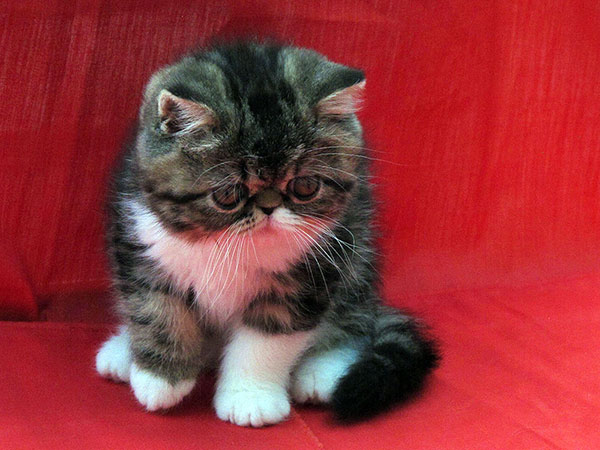 Isis Very Lucky, EXO n 03 22 / brown tabby-white kitten at 3 months