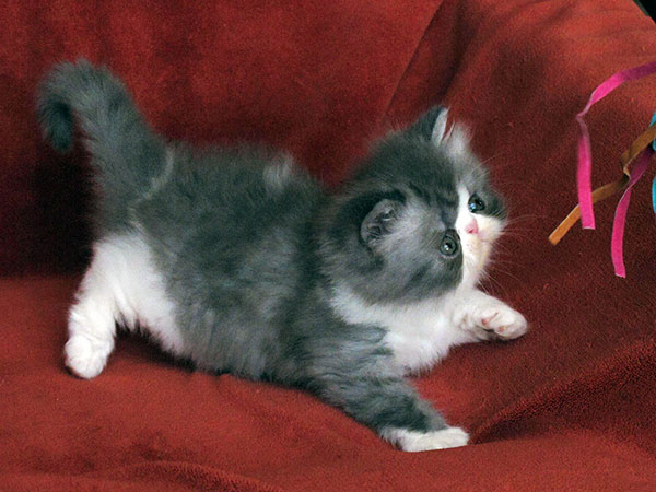 Jeremiah PER as 03 / blue smoke-white male at 7 weeks