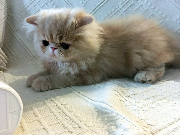 Liam - PER e 03 22 / kitten cream tabby-white at 3 months