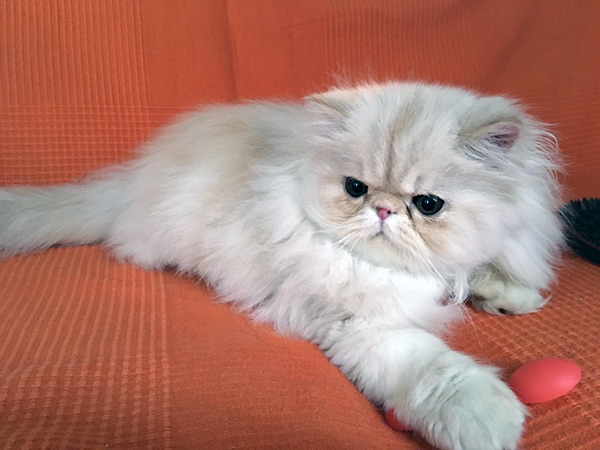 Lucky - kitten silver cream tabby male / PER es 22 62  at 3 months