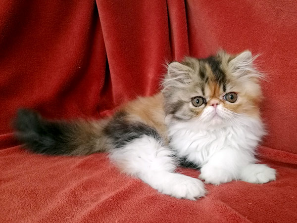 Miss Merilyn Very Lucky, CZ