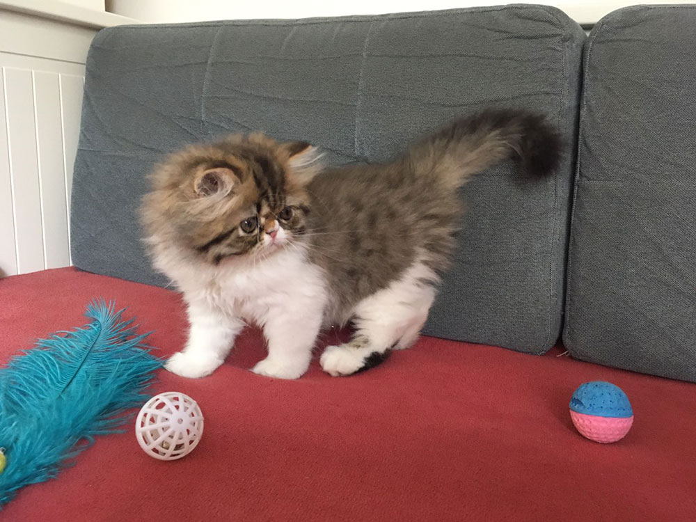 Oliver Very Lucky, CZ, PER n 03 24 / black-white spotted tabby male