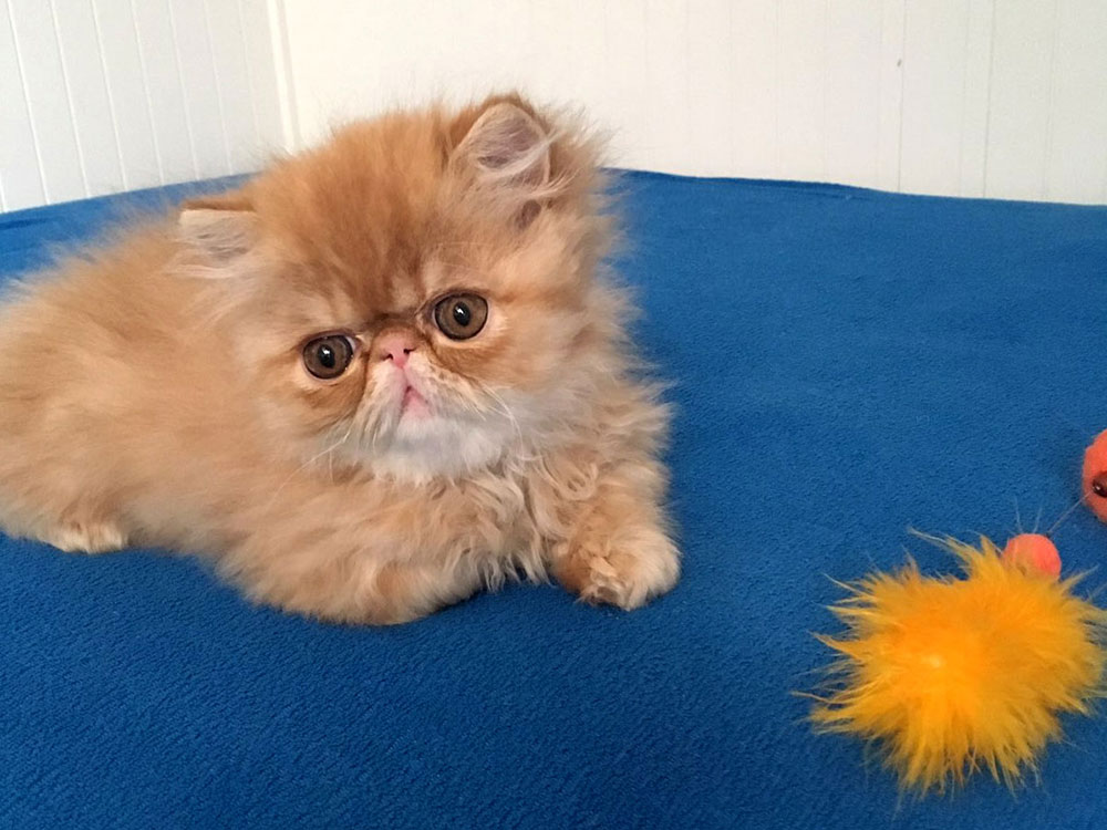 Punky Very Lucky,CZ, persian red tabby male