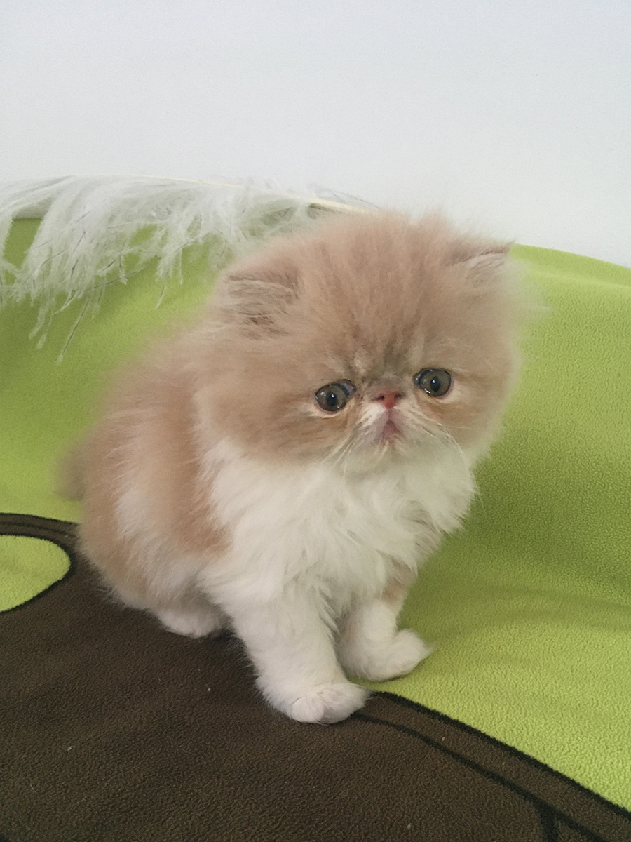 Miss Merilyn Very Lucky, CZ