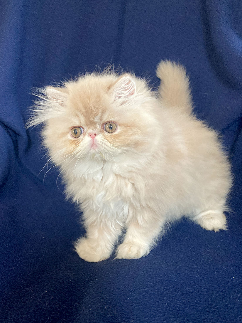 Cream Tabby female (ELH in CFA) Terry Very Lucky, CZ - at 10 weeks