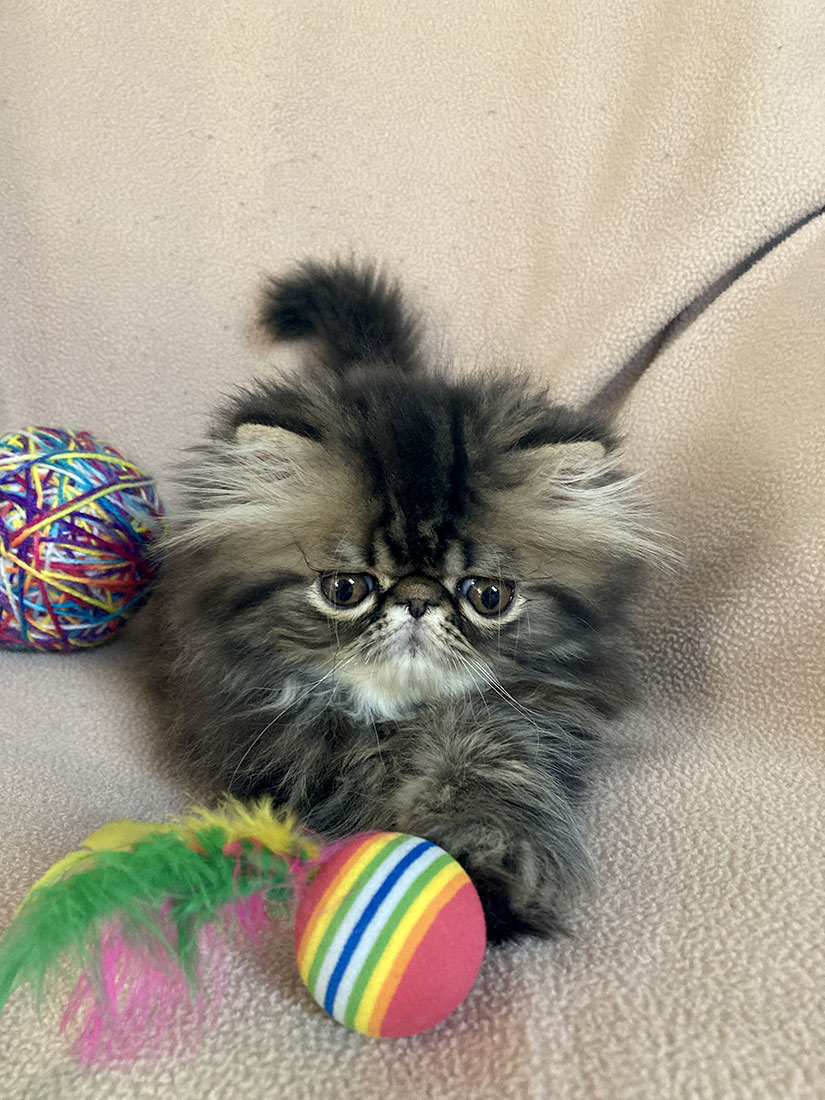 Brown tabby male (ELH in CFA) Thomas Very Lucky, CZ) - at 10 weeks