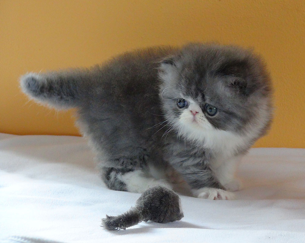 Bonbon Blue Very Lucky, CZ - blue-white kitten