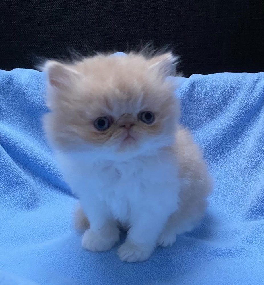 Cream-White Tabby male for sale / PER e 03 22 Sebastian Very Lucky, CZ - at 6 weeks