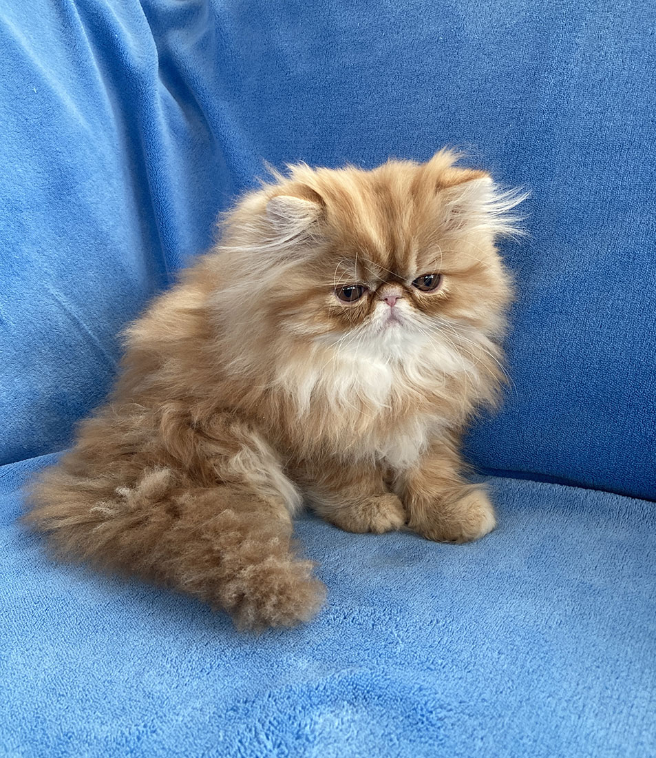 Red tabby female (PER d 22) Ulrika Very Lucky, CZ) - at 11 weeks
