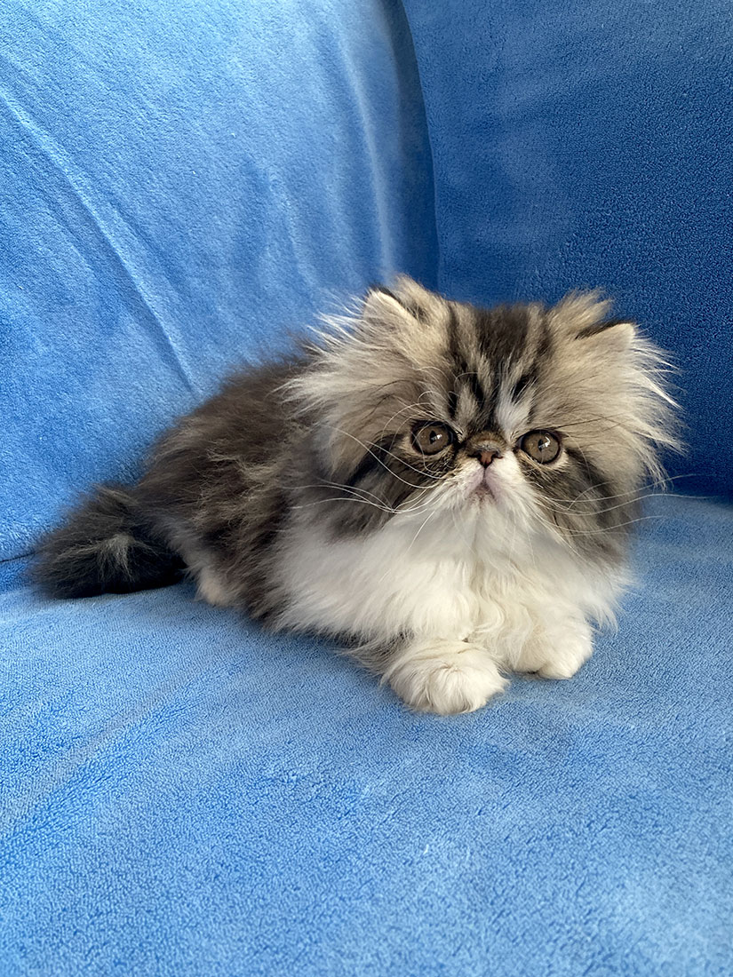 Brown tabby-white male kitten for sale Uriah Very Lucky, CZ, ELH / PER n 03 22 - at 11 weeks