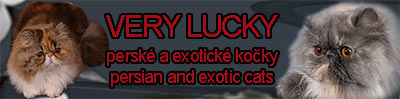 VERY LUCKY - persian & exotic cat
