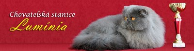 Luminia, CZ - persian cats