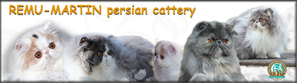 Remu-Martin persian cats