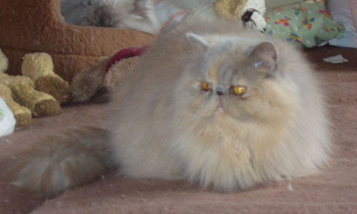 PER j CPC female cat / Lilac-Cream persian female CH Anuška Wistaria