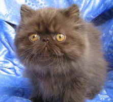 Yumiko Wistaria,CZ Chocolate CPC female 3 months
