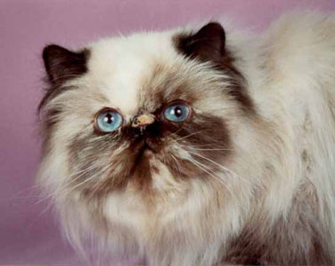 Tortie Point persian female PER f 33 CH Hanach Wistaria