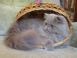 Chicko-Chicky Wistaria, CZ persian lilac male / PER c