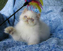 Cream point kitten male