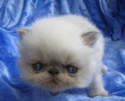 WISTARIA kitten for sale - blue point 3 weeks, PER a 33
