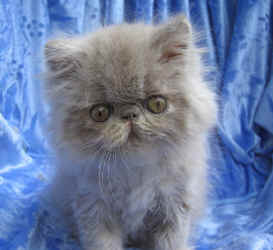 WISTARIA kittens gallery - lilac-cream persian CPC female
