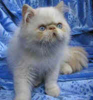 Waterloo Wistaria 4 months Cream Point