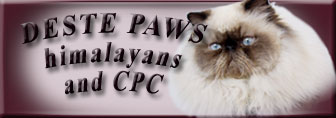 DESTE PAWS himalayan cats and kittens