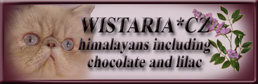 WISTARIA persian colourpoints including lilac and chocolate