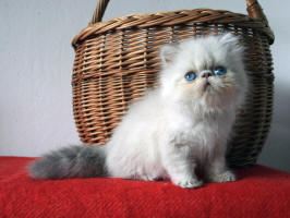 Perská koťata s odznaky na prodej. Colourpoint kittens for sale.