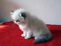 tortie-point_626