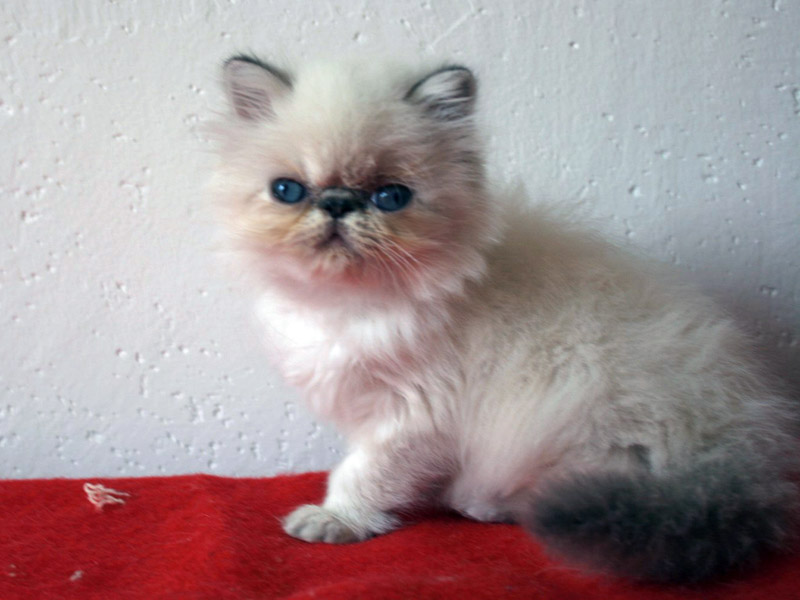 tortie-point_602.jpg