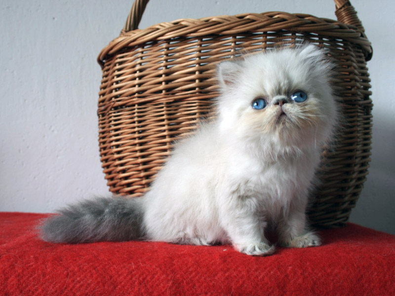 tortie-point_609.jpg
