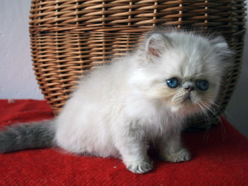 tortie-point_611.jpg